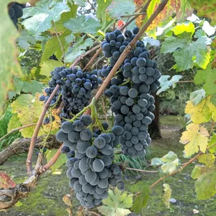 Pinotage grapes