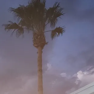 Palm tre