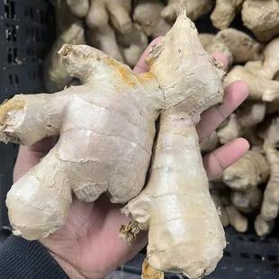a hand holding a ginger root