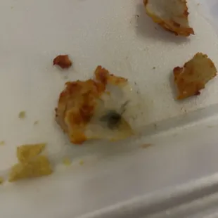Found a black hairy thing in my enchiladas. Restaurant refused to do anything about it.
