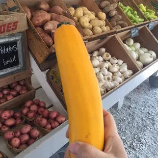 The squash was so fresh and tasty. We grilled it.