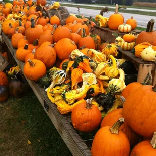 Incredible selection for fall