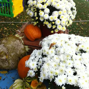 Tons of mums to choose from!