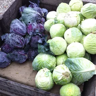 Fresh cabbage