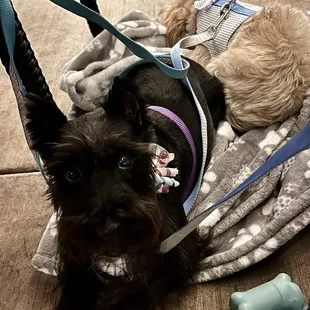 My babies were able to sit in a blanket.