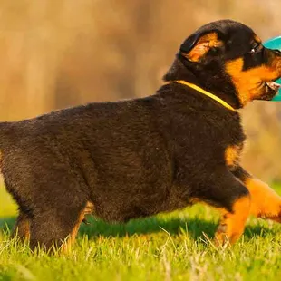 a puppy playing with a frisbee