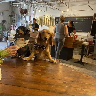 two dogs sitting at a table with a woman in the background