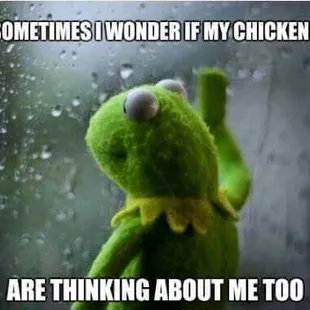 a picture of a green frog