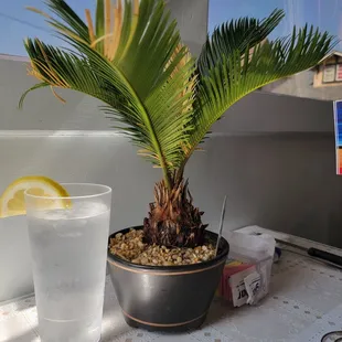 Glass of water with lemon next to plant table center piece.