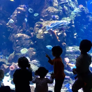 Field Trip to the aquarium.