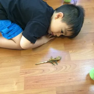 Our class gecko - Lilu