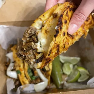 Quesobirria tacos