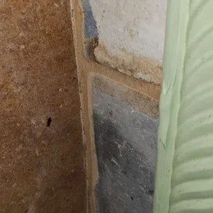 Another roach on the wall by the sink