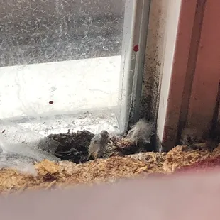 Window ledge to my left right next to where I was eating.