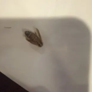 Ri&apos;s roaches!!