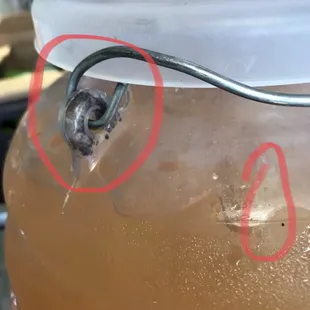5/6/2019 Contaminated melon juice