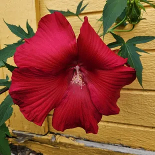 a large red flower in front of a yellow wall