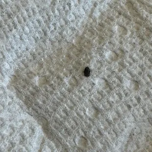 This is the bug that was in the bread my mom took it out cause she was in shock and disgusted . Qué lugar más asco.