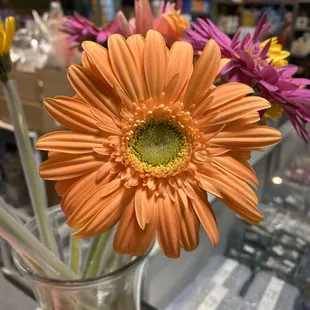 Gerbera