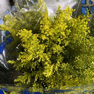 Solidago