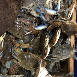 a crate of blue crabs