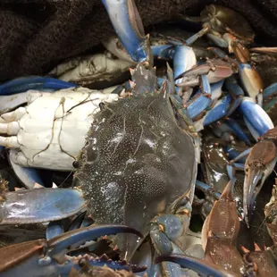 a pile of blue crabs