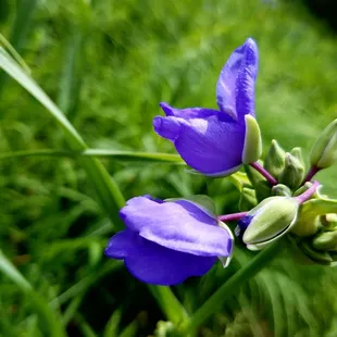 Flowers on the tall grass trail