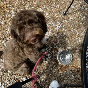 D.O.G.