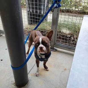 Outdoor patio seating so we can bring the pupster