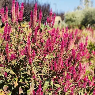 a field of purple flowers