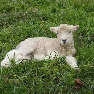 Spring lamb in Williamsburg