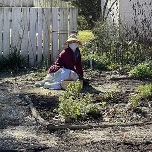 Winter planting Colonial Williamsburg