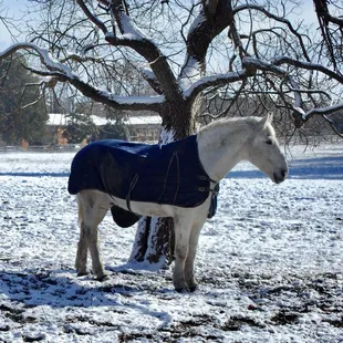 Winter well taken care of in Colonial Williamsburg