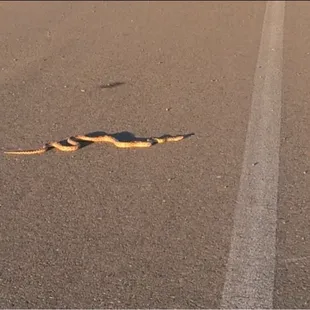 The occasional garter snake! Don't be frightened and don't frighten it. NOT poisonous. Walk around them!!