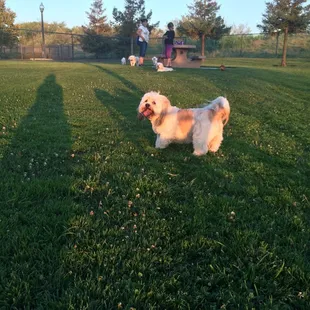 Dog park!