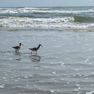 Sandpipers piping away