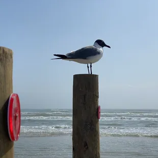 Photogenic sea gull