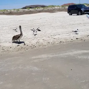 Pelican on the beach