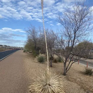 century plant