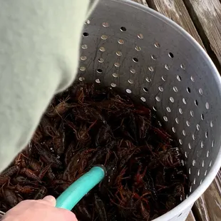 More dead crawfish