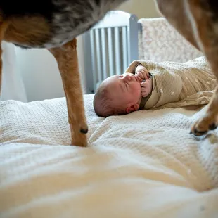 Baby bundled and ready for a nap when the dog jumped on the bed. Not posed.
