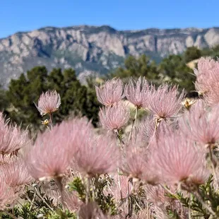 Seedheads of the Apache plume (Fallugia paradoxa), a native wild rose