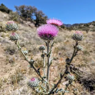 Native NM thistles - every year some dingbat who thinks they're invasive tries to pull them all out