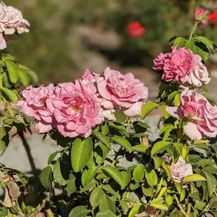 Enjoy the rose  garden.