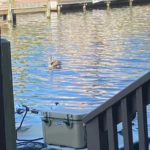 A visitor