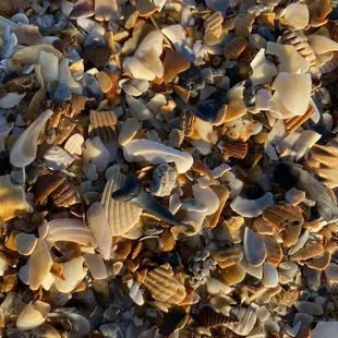 Have to really look for them. They can blend in sometimes