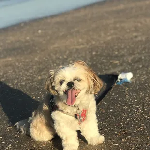 Mocha Coconut is Enjoying the breeze at Mickler's beach