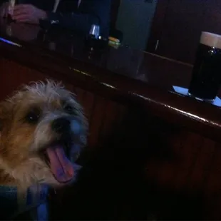 Gumbeaux @ Mick&apos;s a dog friendly establishment!
