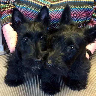 Bonnie C.