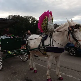 Festively dressed mule was part of what attracted me to this particular carriage